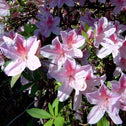 Azalea Conversation Piece shrub light pink flowers with dark pink dots