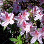 Conversation Piece Azalea blooming with pink and white bicolor flowers in a part shade garden