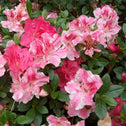 Azalea Conversation Piece shrubs are bright pink and fuschia with dark evergreen foliage