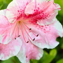 Close up of Azalea Conversation Piece pink speckled bloom with evergreen background 
