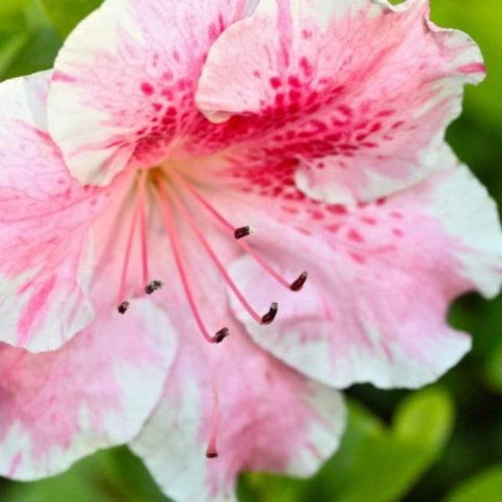 Close up of Azalea Conversation Piece pink speckled bloom with evergreen background 