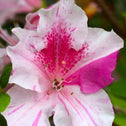 Close Up of Azalea Conversation Piece With Pale Pink and Fuschia Spotted Single Flower