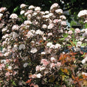 Coppertina Ninebark Shrubs are covered with soft white blooms