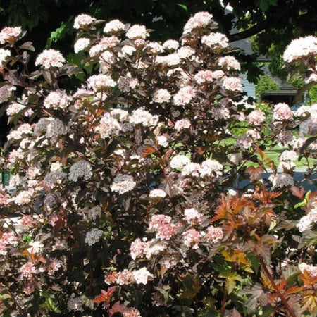 coppertina-ninebark-
