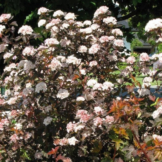 Coppertina Ninebark Shrubs are covered with soft white blooms