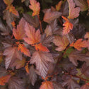 Coppertina Ninebark Shrubs have bright red foliage