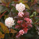 white flower clusters of the Coppertina Ninebark Shrubs