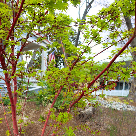 vibrant red bark and lime green leaves on the coral bark japanese maple