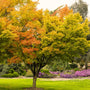 Acer palmatum 'Sango-Kaku' Coral Bark Japanese Maple Tree with fall color