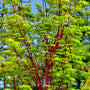 Japanese Maple Coral Bark Tree with vibrant green leaves and red-brown branches vibrant statement tree for a spring landscape