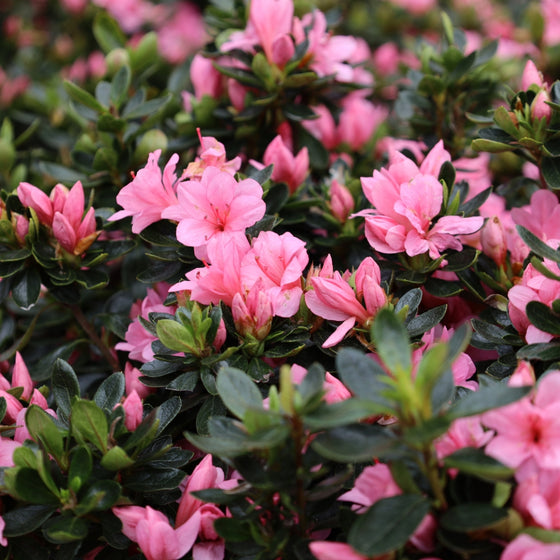 coral pink blooms on coral bells azalea