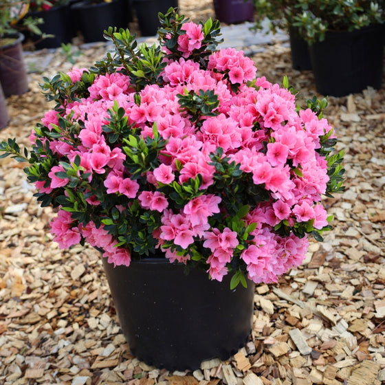 Coral Bells Azalea Bush Evergreen Shrub Blooming In Spring Summer and Fall