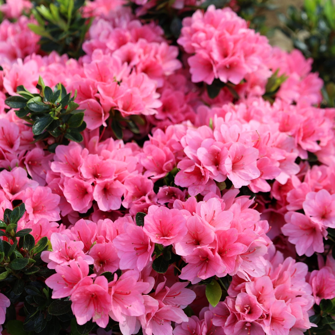 Coral Bells Azalea for Sale Online | Coral-Pink Evergreen Shrub