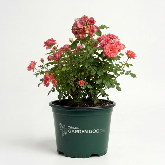 A potted flowering rose plant with pink blossoms and green foliage, shown in a dark green nursery pot with the visible brand name 'Mountain Garden Goods' on the front, set against a plain white studio background.