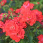 deep orange pink of the coral drift ground cover roses