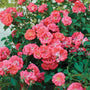fully bloomed coral knock out roses covering lush green foliage