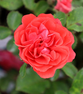 Coral Drift® Rose
