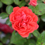 coral drift rose vibrant blooms