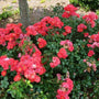 coral flowers groundcover bush with abundant green foliage and coral blooms