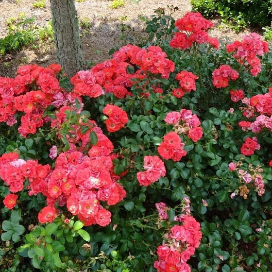coral flowers groundcover bush with abundant green foliage and coral blooms