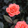 coral knockout rose bush from garden goods with a bright flower and green leaves