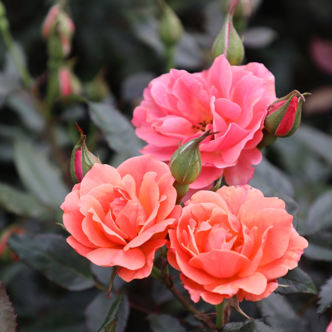 Coral Knock Out Rose for Sale | Garden Goods Direct