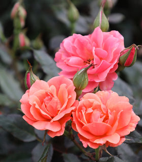 Coral Knock Out® Rose
