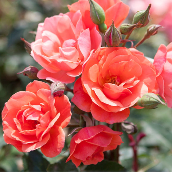 Coral Knock Out® Rose – Tree Form