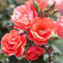 Coral Knock Out® Rose – Tree Form