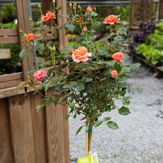 coral knockout rose tree
