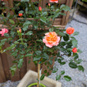stunning coral knock out rose tree