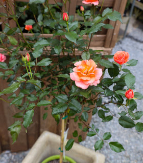 Coral Knock Out® Rose – Tree Form