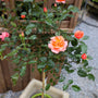 stunning coral knock out rose tree