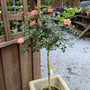 Coral Knock Out® Rose – Tree Form
