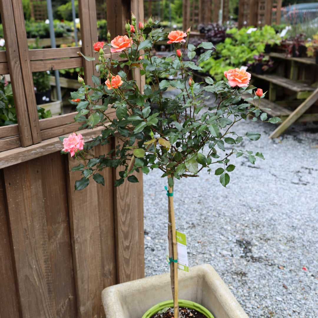 Coral Knock Out® Rose – Tree Form | Garden Goods Direct
