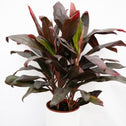 burgunndy and red foliage of the cordyline florica ti plant