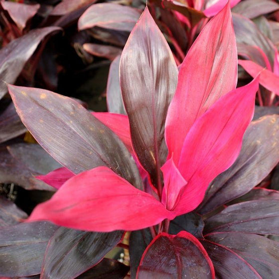 pink and purple foliage on Cordyline Florica tropical plant