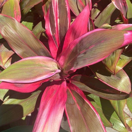 Cordyline Maria Plants for Sale | Garden Goods Direct