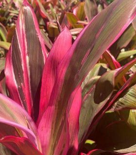 Cordyline Maria
