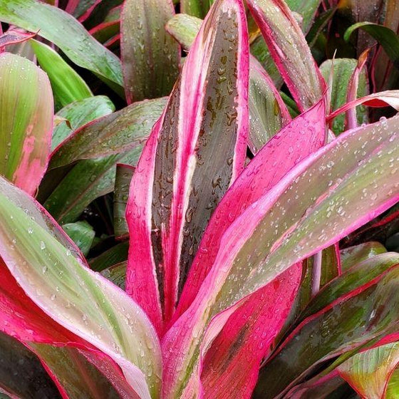 Cordyline Maria Plants for Sale | Garden Goods Direct