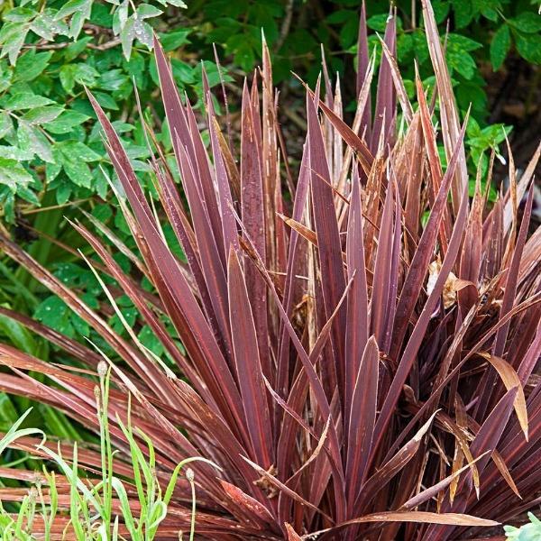 dracaena cordyline red Cordyline Red Sensation