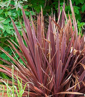 Cordyline Red Sensation