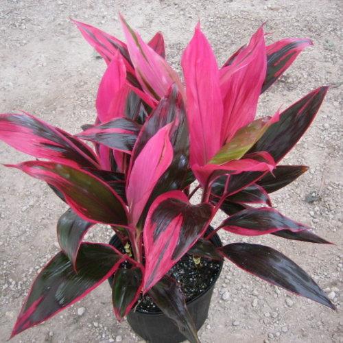 red tropical house plant Cordyline Red Sister