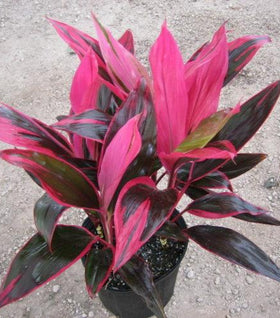 Cordyline Red Sister