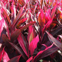 Cordyline Red Sister fuschia-colored tropical plant for sale at Garden Goods Direct