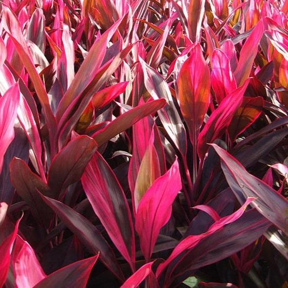 Cordyline Red Sister fuschia-colored tropical plant for sale at Garden Goods Direct