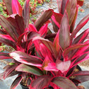 Tropical Ti Plant with long pink and magenta variegated leaves