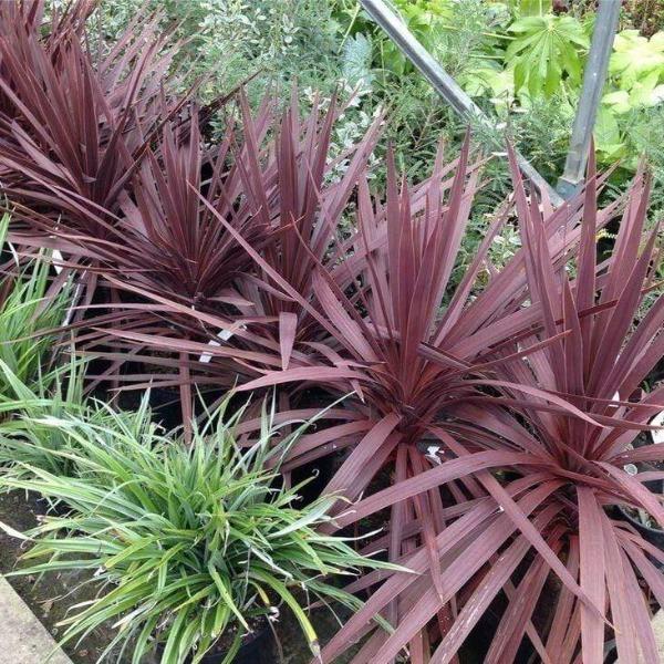 false dracaena cordyline red star Cordyline Red Star Plants for Sale
