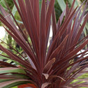 Cordyline Red Star for sale online at Garden Goods Direct