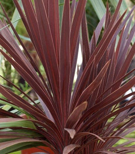Cordyline Red Star